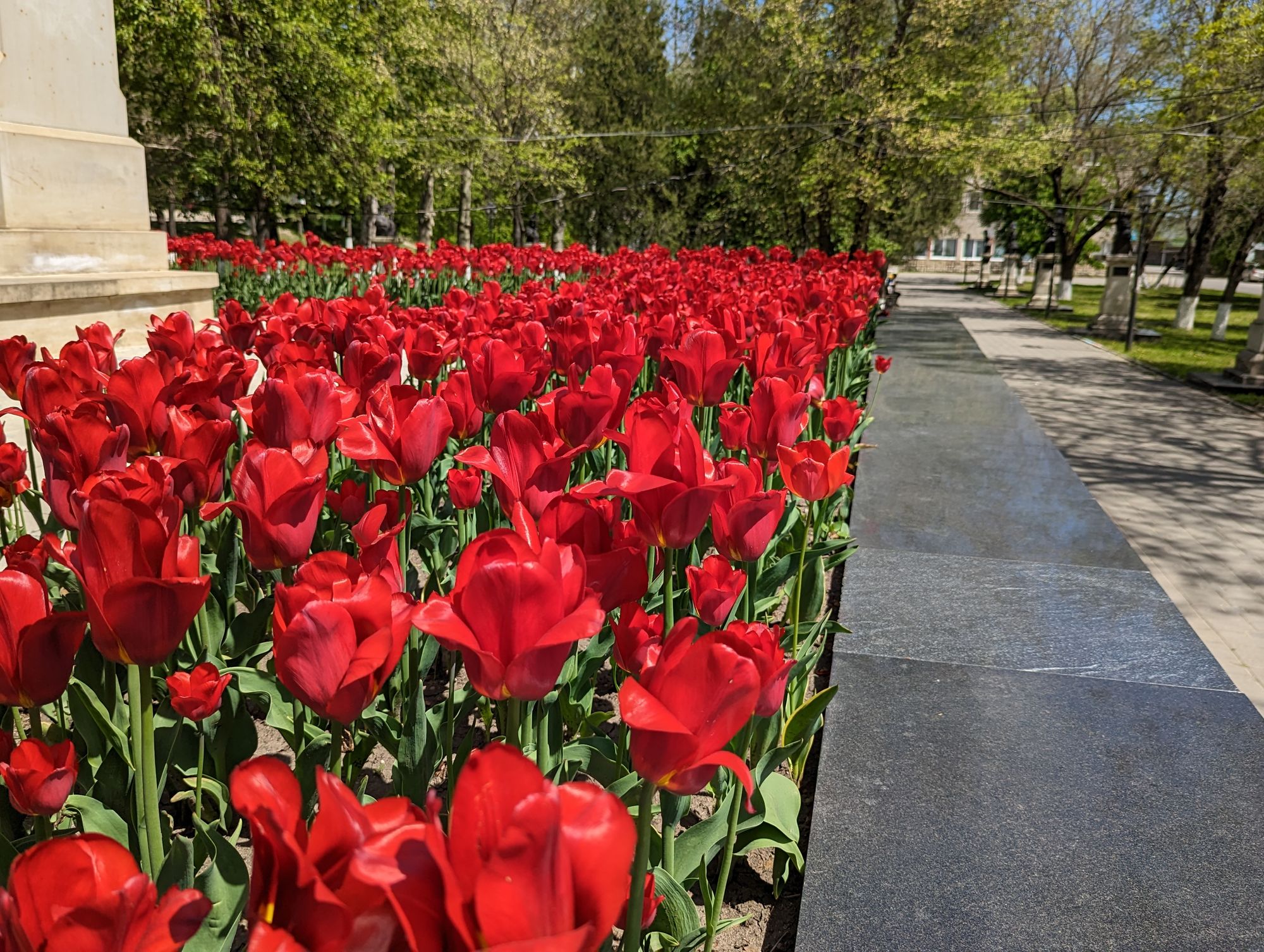 Row of tulips in front of statue in Chișinău
