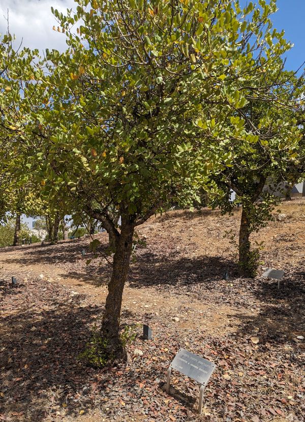 The Tree in Jerusalem